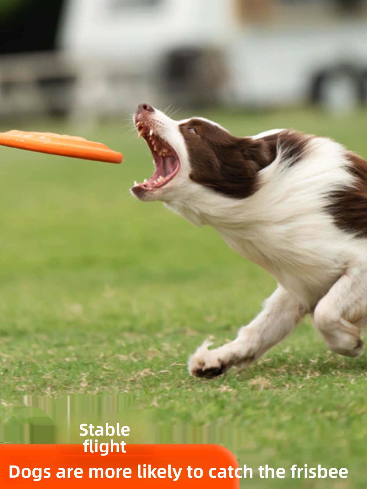 Hunde-Flugscheibe Weich Langle – Flying Disc Dog Training Toy Bewertung und Preis