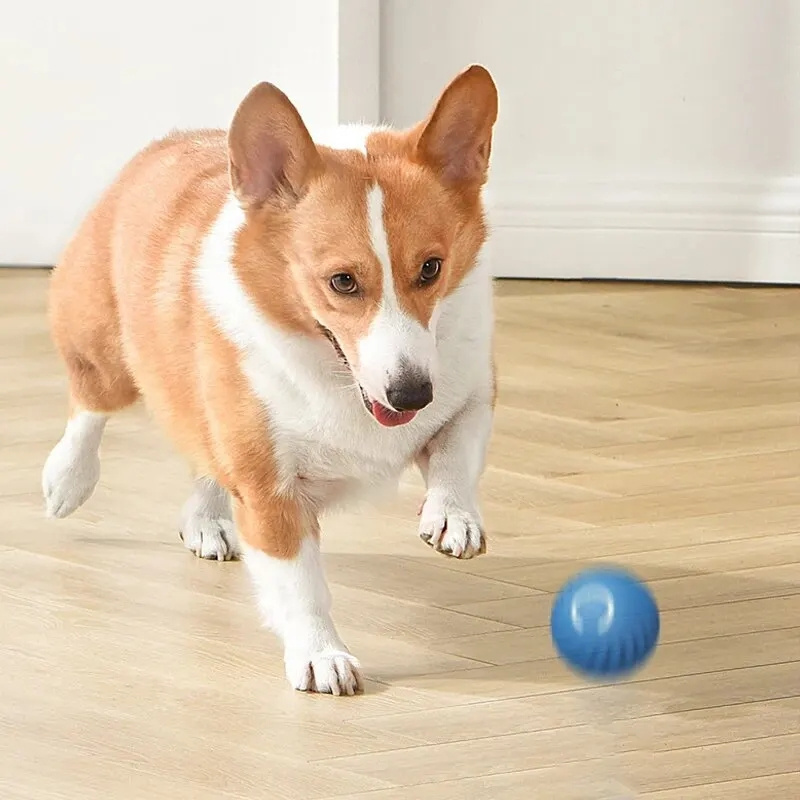 USB-aufladbarer, automatisch s – Automatic Moving Dog Ball Bewertung und Preis