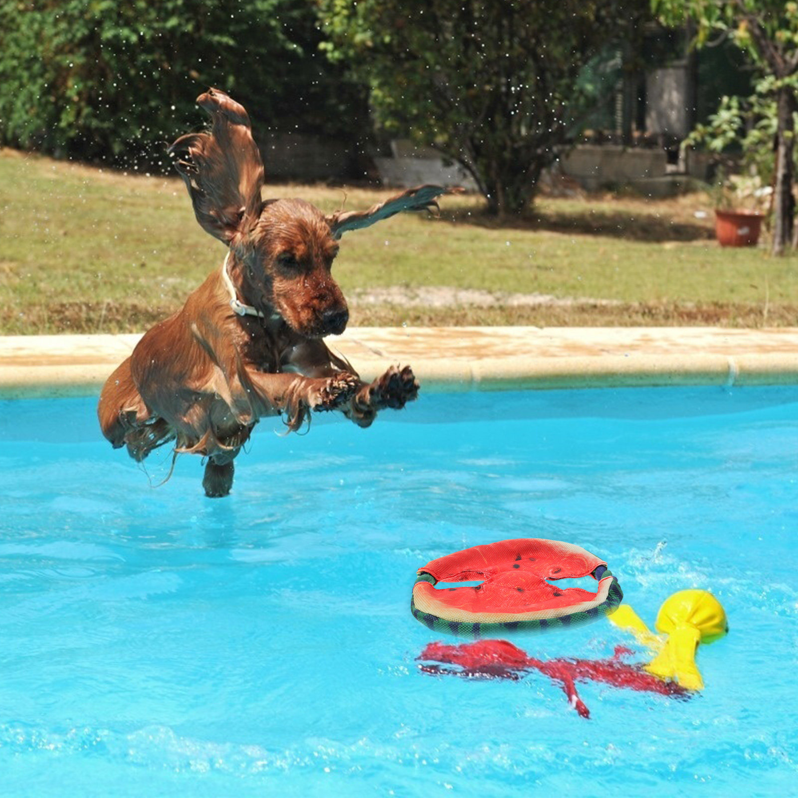Hunde-Flugscheibe mit schwimme – Flying Disc Dog Training Toy Bewertung und Preis