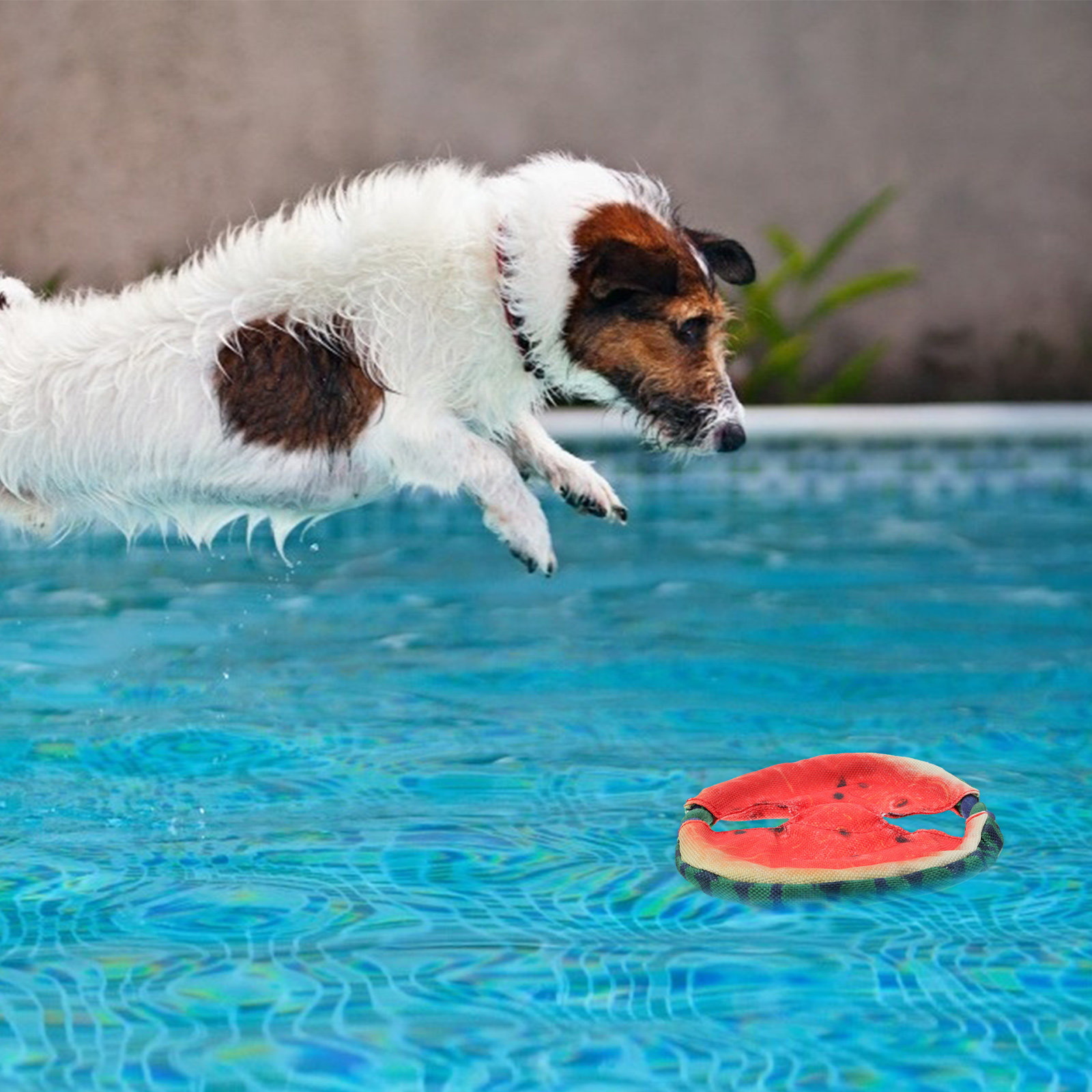 Hunde-Flugscheibe mit schwimme – Flying Disc Dog Training Toy Bewertung und Preis