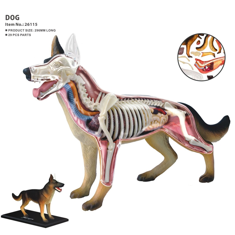 Tierorgan-Anatomie-Modell 4D H – Dog Toys Bewertung und Preis